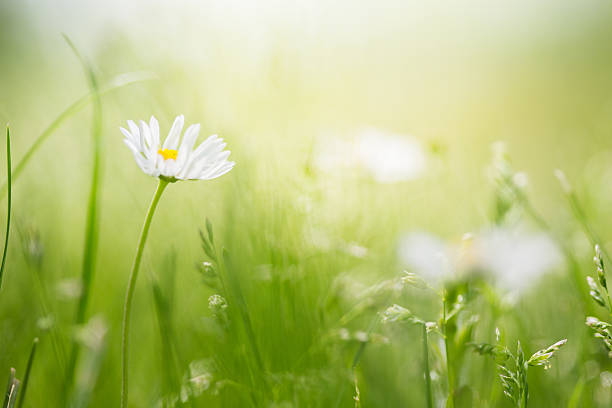 field with wild daisies - chamomile daisy sky flower imagens e fotografias de stock