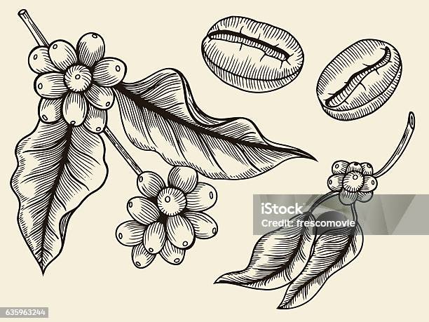 Coffee Plant Branch With Leaf Stock Illustration - Download Image Now - Arabica Coffee - Crop, Engraved Image, Agriculture