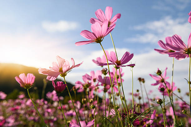 istock Cosmos flowers garden 635963284