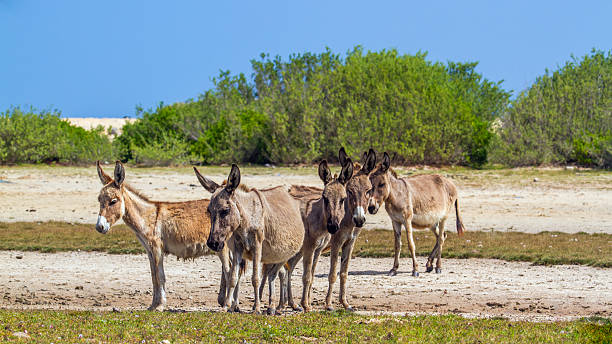 istock Mannar donkey in Kalpitiya, Sri Lanka 635963436