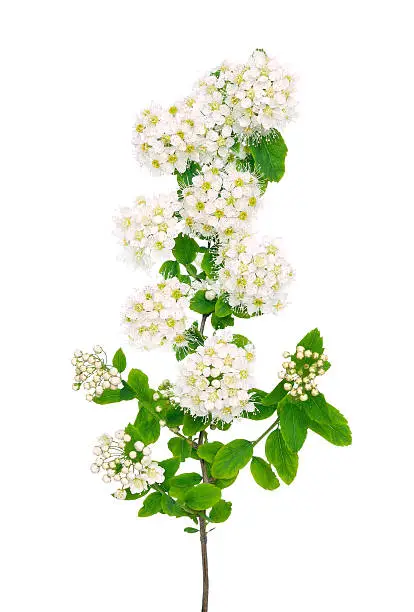 The branch of spiraea on a white background