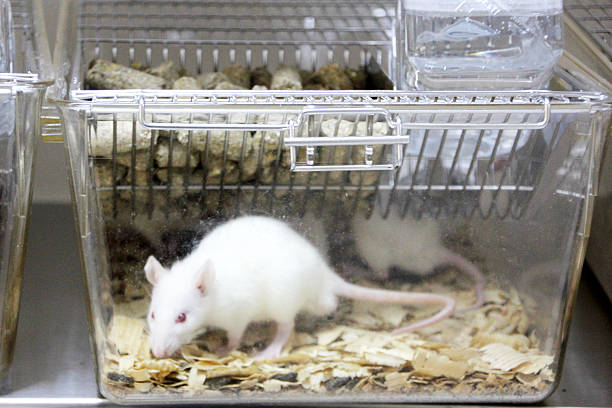 rat glass cage