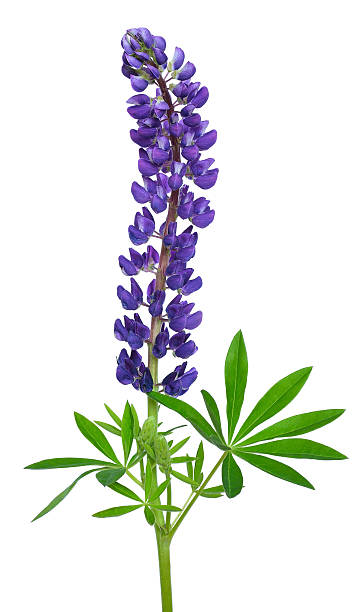 blue lupinus flower - lupine single flower flower blue imagens e fotografias de stock