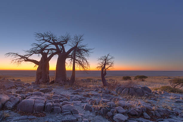 istock Baobabs at Kubu Island before sunrise 635967362