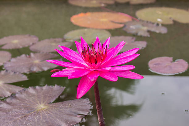 istock Lotus purple and leaves. 635969550
