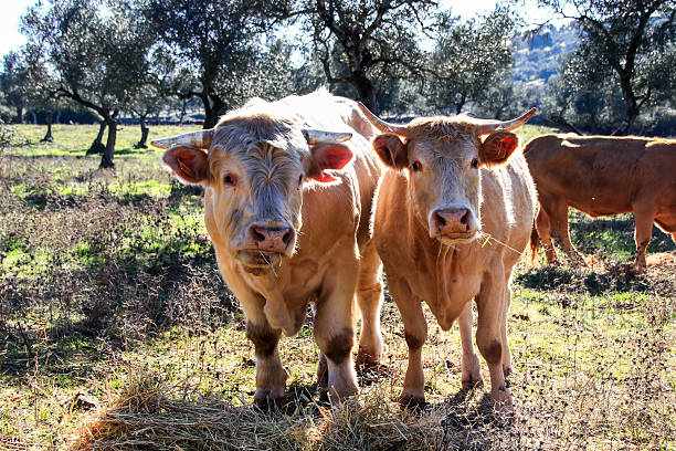 Cows grazing on a meadow with green grass and olive trees on blue sky background in Huelva, Andalusia, Spain