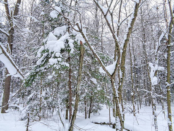 istock Winter snowy forest in light fog 635973554
