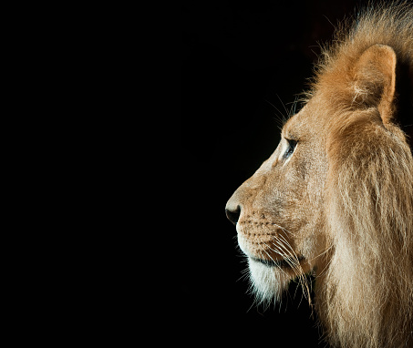A male lion in portrait pose with an isolated black background.