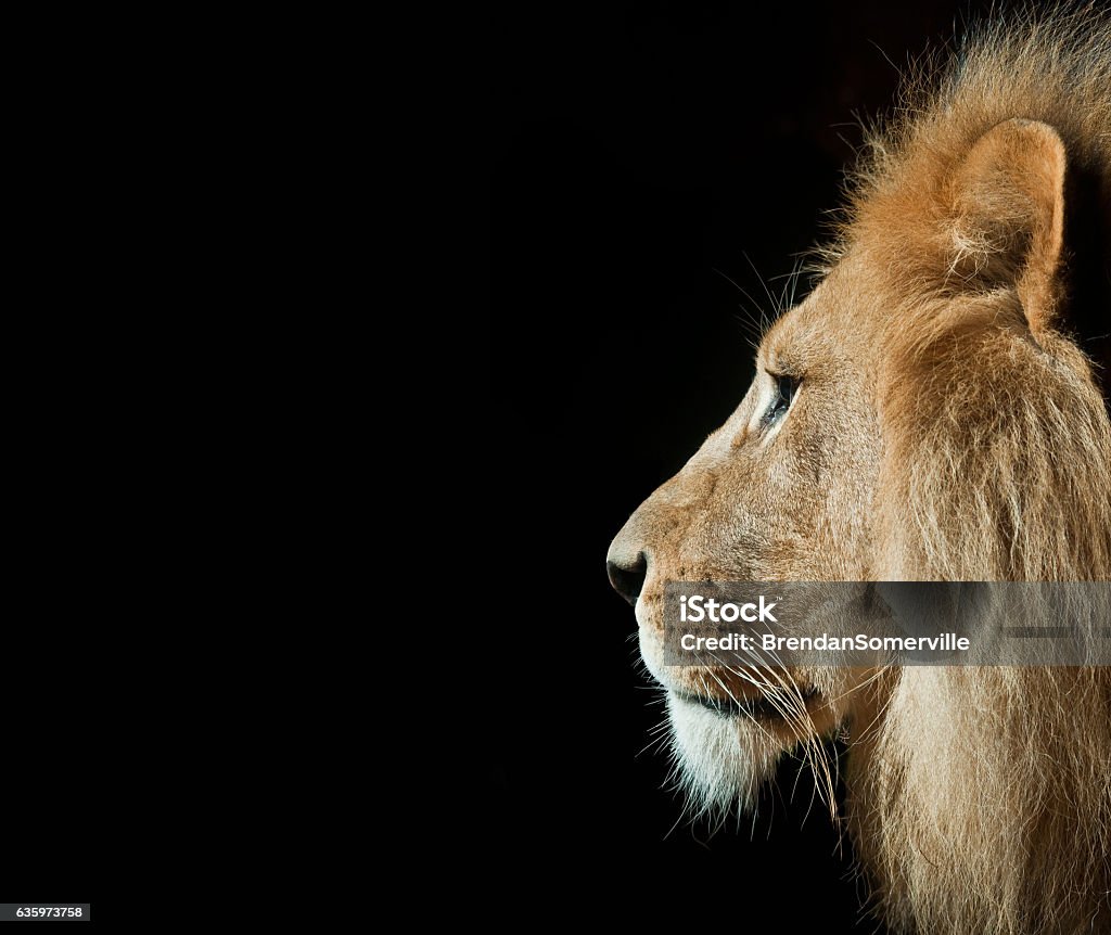 Lion in Portrait with Isolated Black Background - Royalty-free Aslan Stok görsel