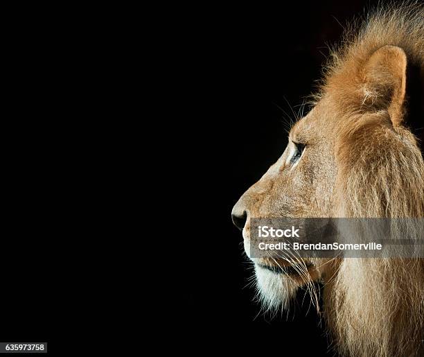 Lion In Portrait With Isolated Black Background Stok Fotoğraflar & Aslan‘nin Daha Fazla Resimleri - Aslan, Profil - Yandan çekim, Cut Out