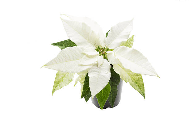 istock White poinsettia (Euphorbia pulcherrima) plant 635973930