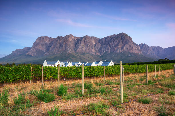 istock Stellenbosch, Sunset over a vineyard 635974086