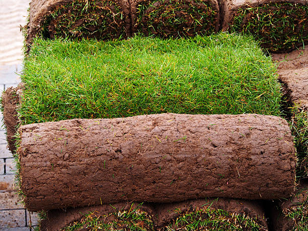 istock Carpet of turf 635974254