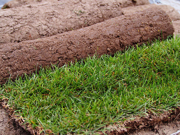 istock Carpet of turf 635974434