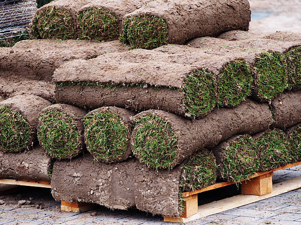 istock Carpet of turf 635974826