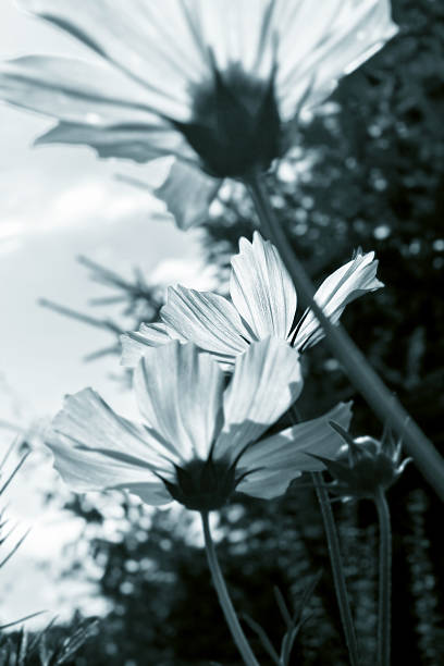 istock Garden flowers in black and white 635974970
