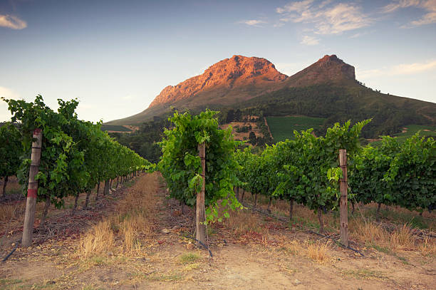 Stellenbosch, Sunset over a vineyard Sunset over a vineyard with Table Mountain in the background, Stellenbosch, Cape Winelands, Western Cape, South Africa cape peninsula photos stock pictures, royalty-free photos & images