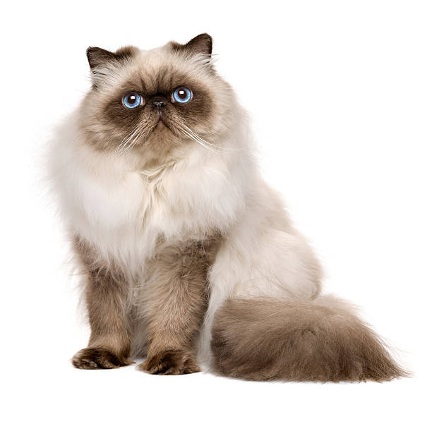 istock Cute 1 year old seal colourpoint persian cat 635975254