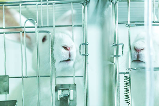 cage for rabbit in the lab stock photo