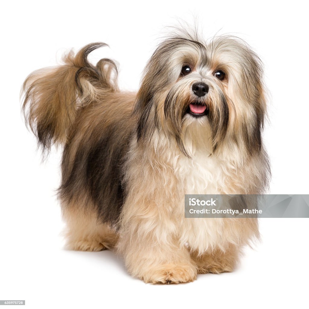 Beautiful happy young Bichon Havanese dog Beautiful happy young Bichon Havanese dog is standing and looking at camera - isolated on white background Dog Stock Photo