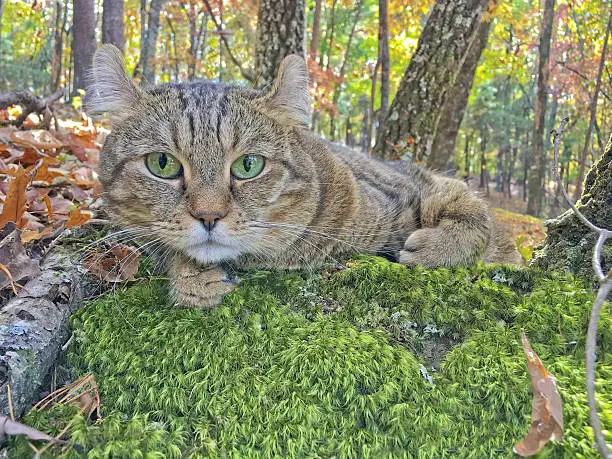 A beautiful Highland Lynx cat lying on a bed of moss surrounded by the colors of the fall leaves.
