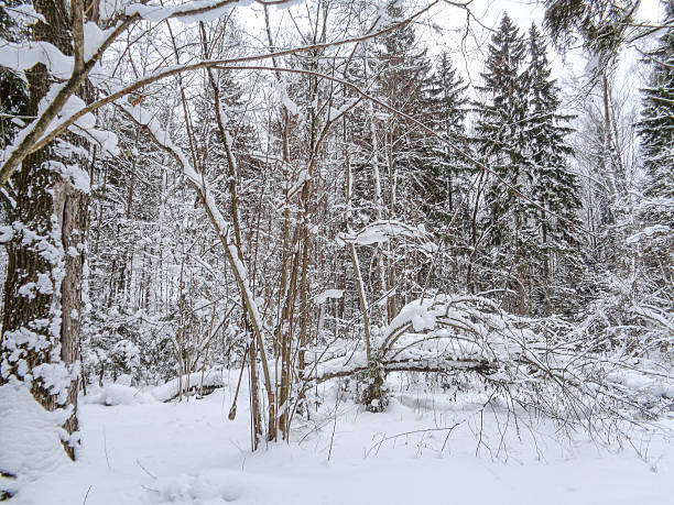 istock Winter snowy forest in light fog 635978080