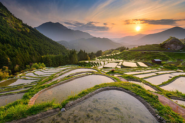 Rice Terraces in Japan Rice terraces at sunset in Maruyama-senmaida, Kumano, Japan. mie prefecture photos stock pictures, royalty-free photos & images