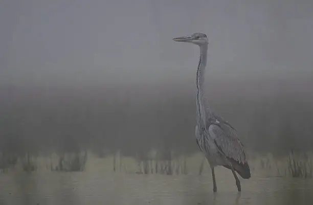Grey heron Searching food in misty morning