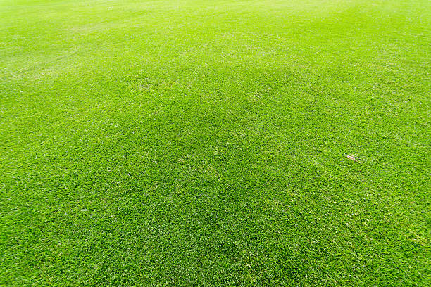 istock Panorama view of beautiful summer park 635982608