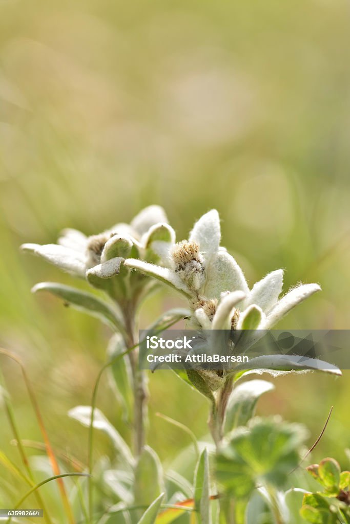 Edelweiss flower. Edelweiss - Flower Stock Photo