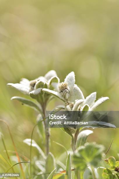 Edelweiss Flower Stock Photo - Download Image Now - Edelweiss - Flower, Austria, Close-up