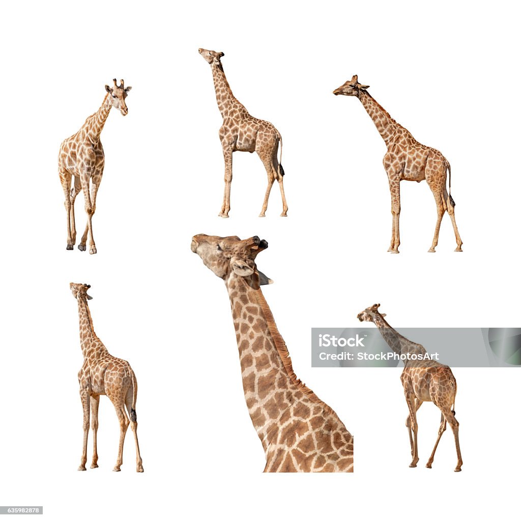 Giraffe isolated on a white background collection Giraffe isolated on a white background collection, pack or set. Views of the profile or side, walking away with back view, coming, feeding and a close up of the stretched neck and head. Giraffe Stock Photo