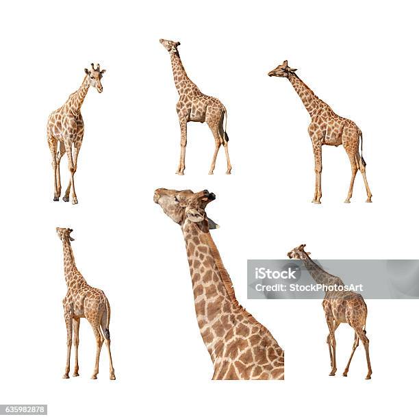 Giraffe Isolated On A White Background Collection Stock Photo - Download Image Now - Giraffe, Cut Out, Eating
