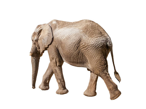 istock African elephant walking, moving or going away 635982898