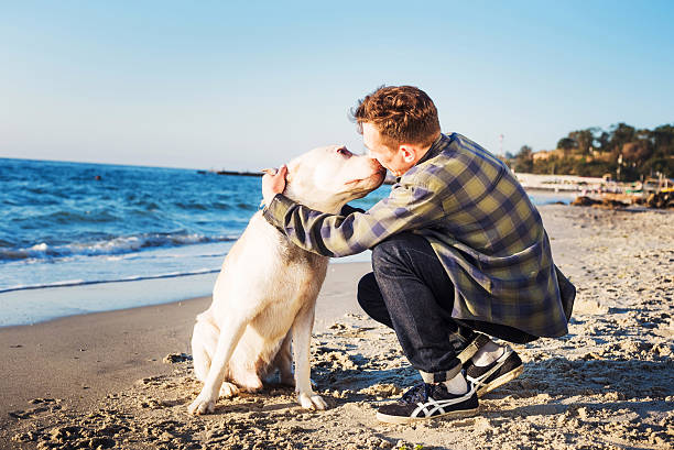 istock young caucasian male playing with labrador on beach 635983010