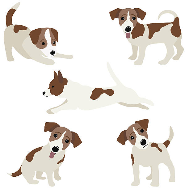 Jack Russell Terrier. Vector Illustration of a dog Jack Russell Terrier. Vector Illustration of a dog. funny jack russell pictures pictures stock illustrations
