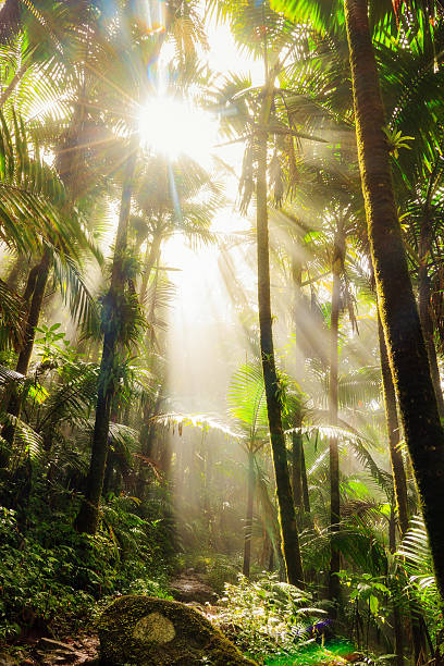 Jungle morning fog light Beautiful sunrise fog in the El Yunque national forest in Puerto Rico el yunque rainforest stock pictures, royalty-free photos & images