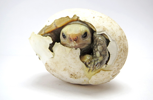 Cute portrait of baby tortoise hatching (Elongated tortoise) ,Birth of new life ,Closeup of a small newborn tortoise ,Slow life ,Cute baby animal make you smile