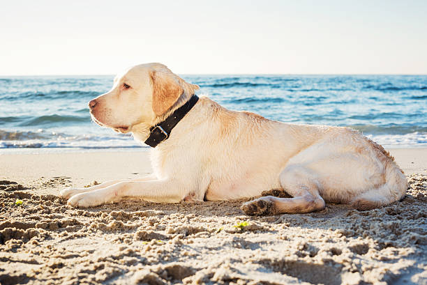 istock labrador  dog on beach 635985292