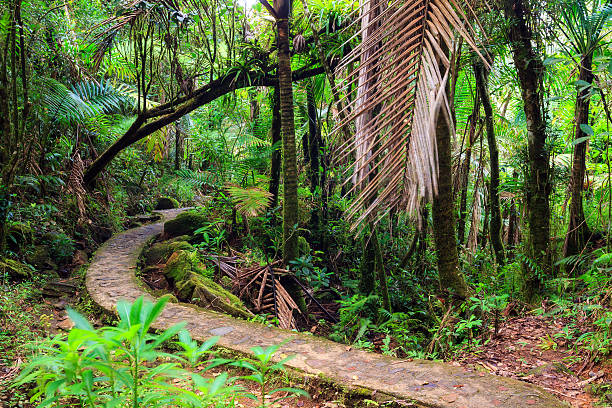 El Yunque national forest path Beautiful jungle path through the jungle of the El Yunque national forest in Puerto Rico el yunque rainforest stock pictures, royalty-free photos & images