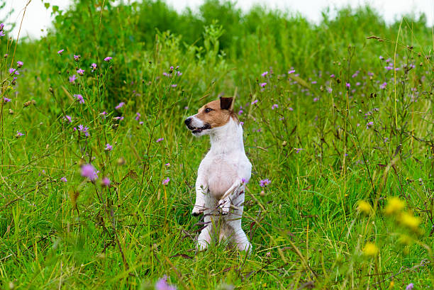 istock Dog in greenery high grass sitting like groundhog looking around 635986848
