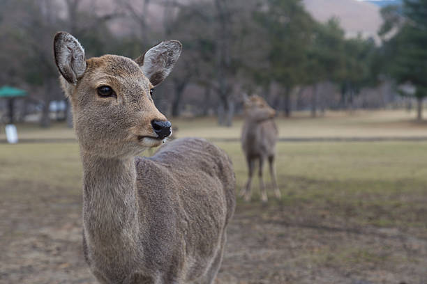 istock Deer in Nara Park, Japan 635986908