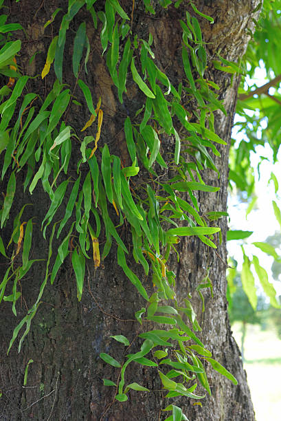 istock unwanted flora growing on trees,parasites Loranthaceae 635987996