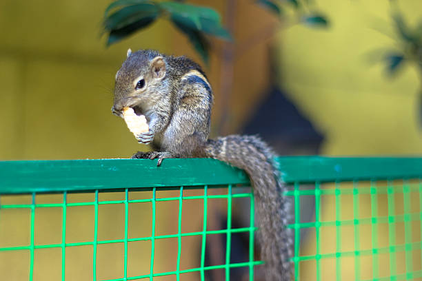 istock Adventures of a squirrel 635988328