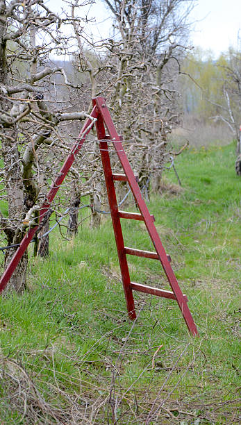 istock Wooden ladder for pruning apple orchard 635990292