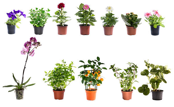 istock Collage of indoor plants in pots 635990788
