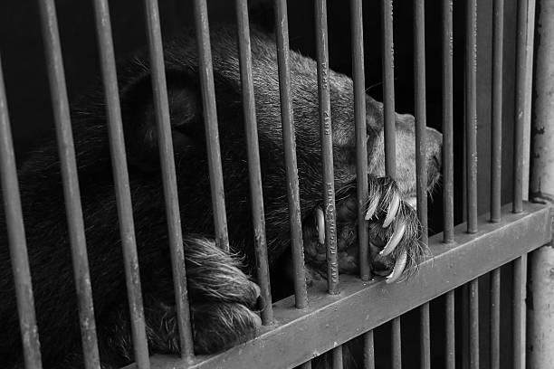 istock malayun sun bear live in cave 635991194