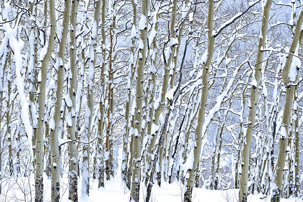 Winter Aspen Trees with Fresh Snow