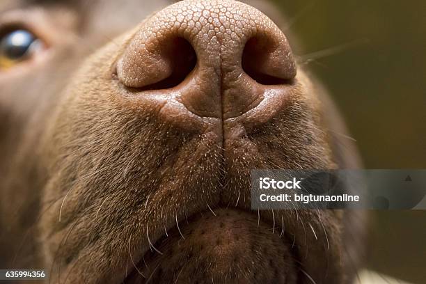 Brown Nose Of Labrador Close Up Stock Photo - Download Image Now - Dog, Nose, Snout