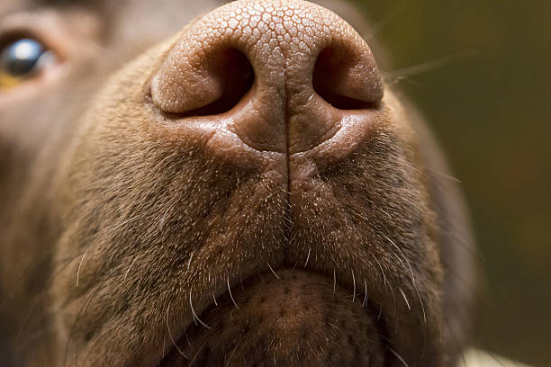 brown nose of labrador, close up - dog black labrador retriever animal nose imagens e fotografias de stock
